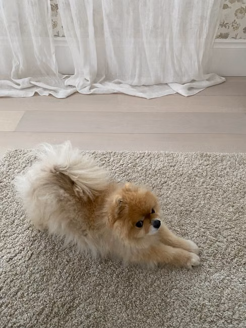 Cobertor Pet Soft