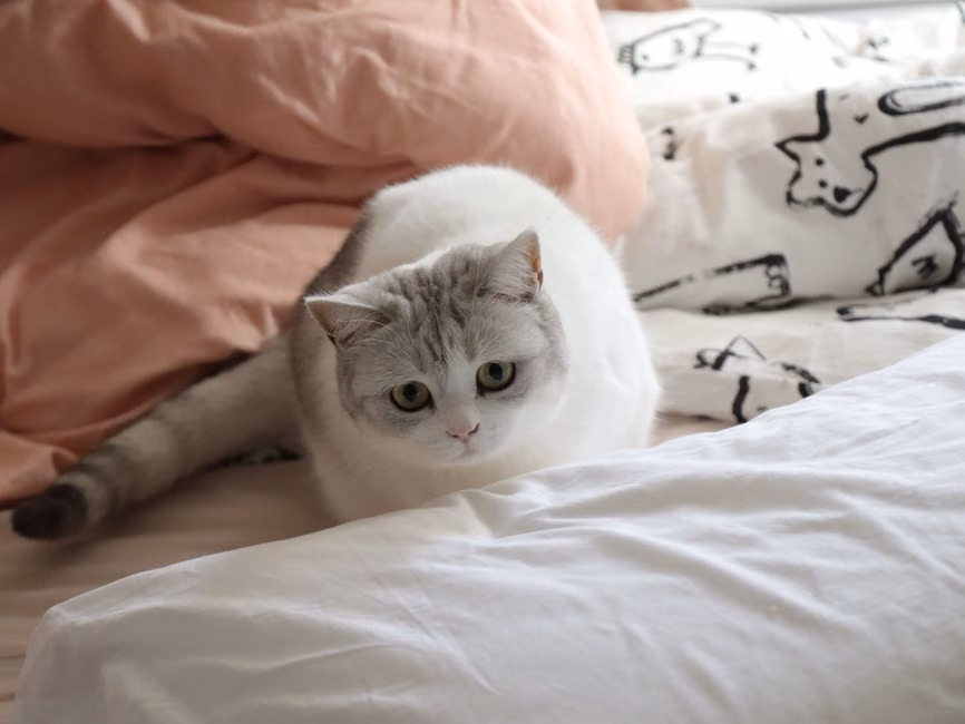 Colônia Pet